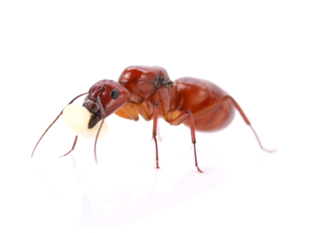 Camponotus castaneus